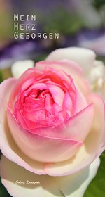 Rose (vergrößerte Bildansicht wird geöffnet)