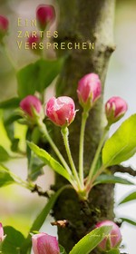 Tulpen (vergrößerte Bildansicht wird geöffnet)